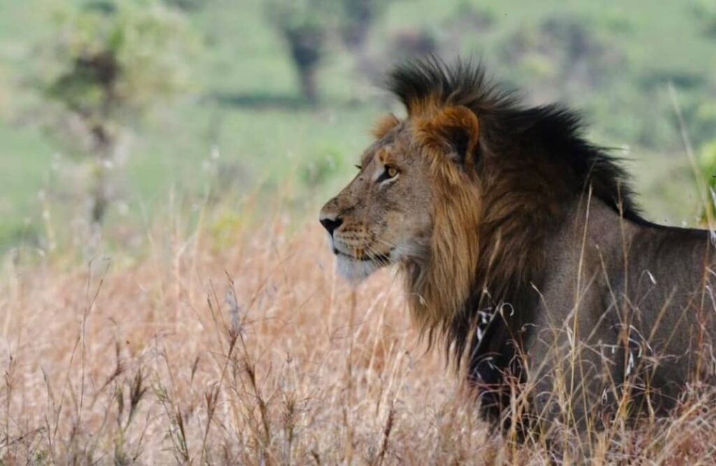 4 Days Queen Elizabeth National Park