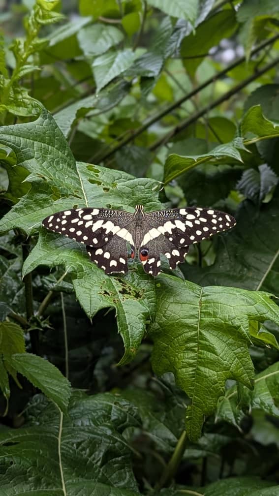 10 Best Birdwatching Spots in Uganda: A Paradise for Bird Enthusiasts