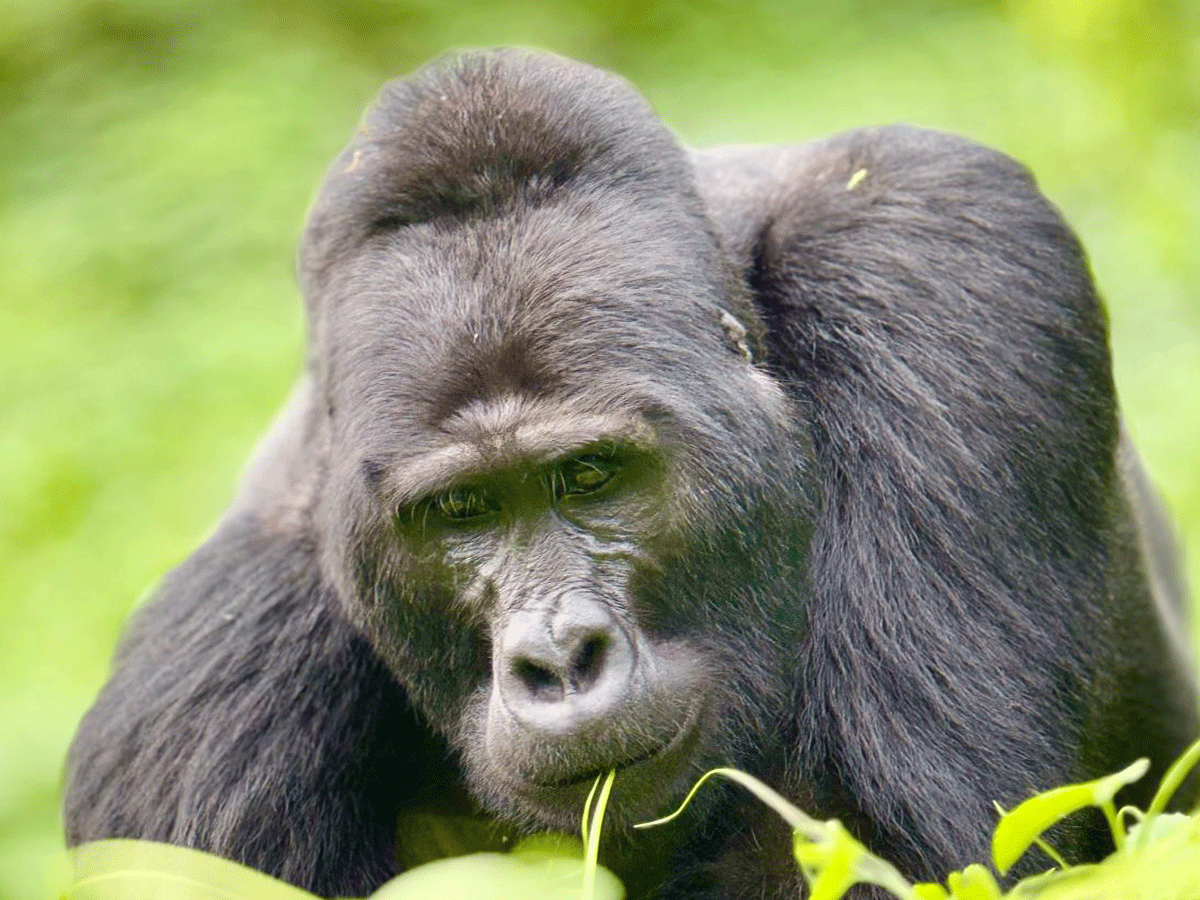 Nyungwe Forest National Park