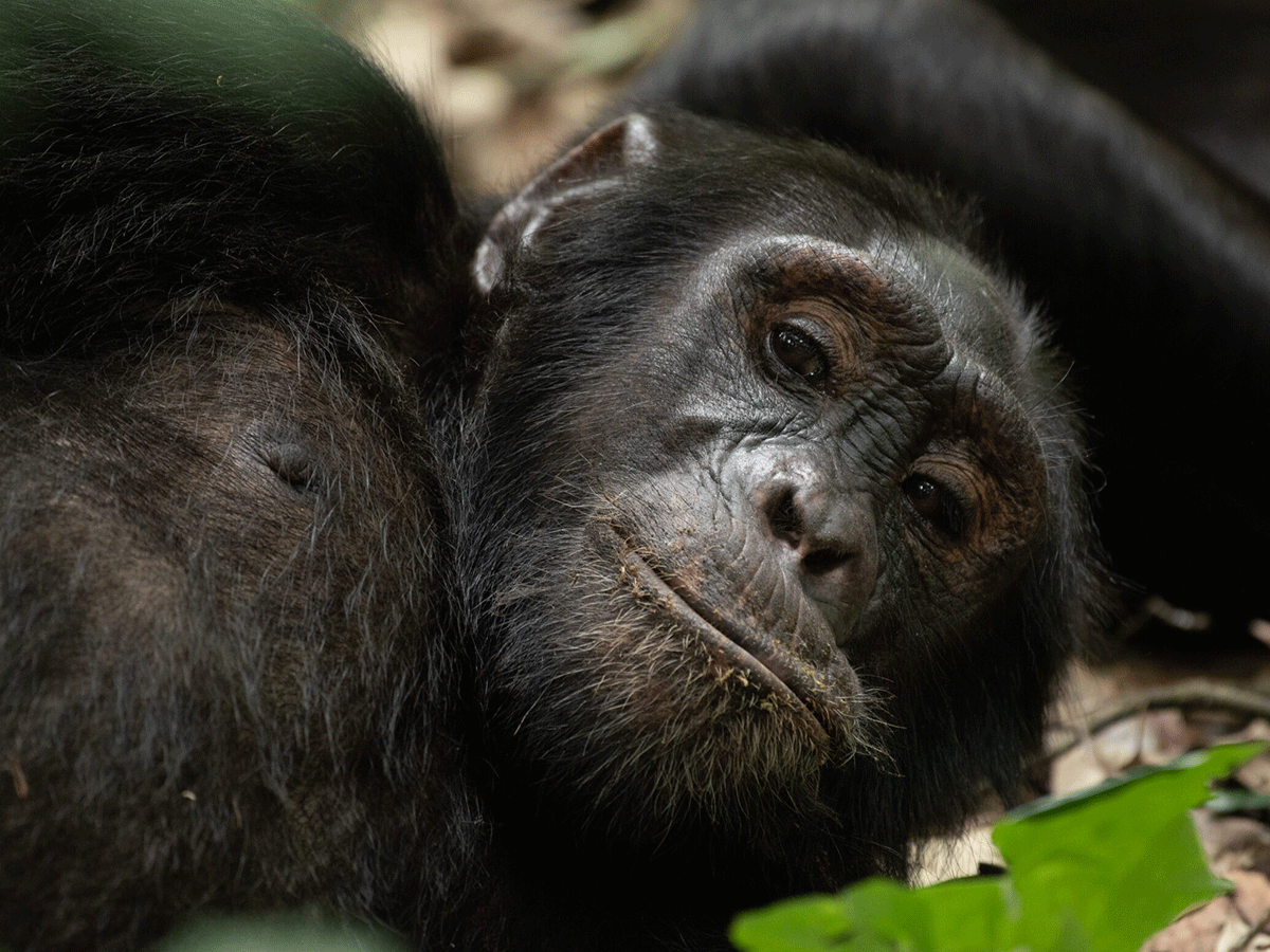 Why Should I Visit Uganda? 7 Compelling Reasons to Explore the Pearl of Africa