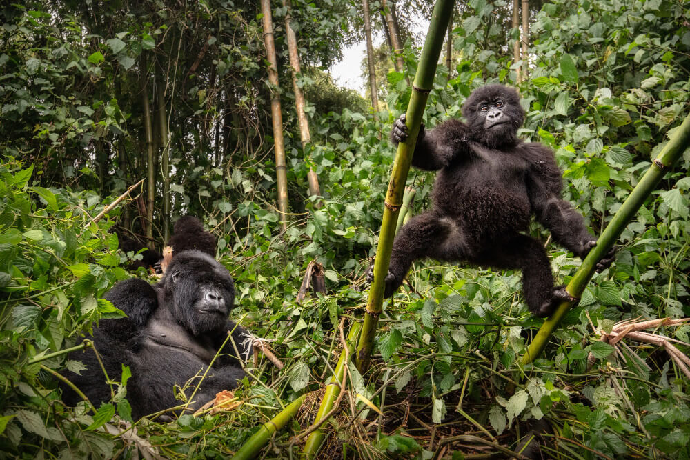 10 Days Uganda & Rwanda Gorilla Safari