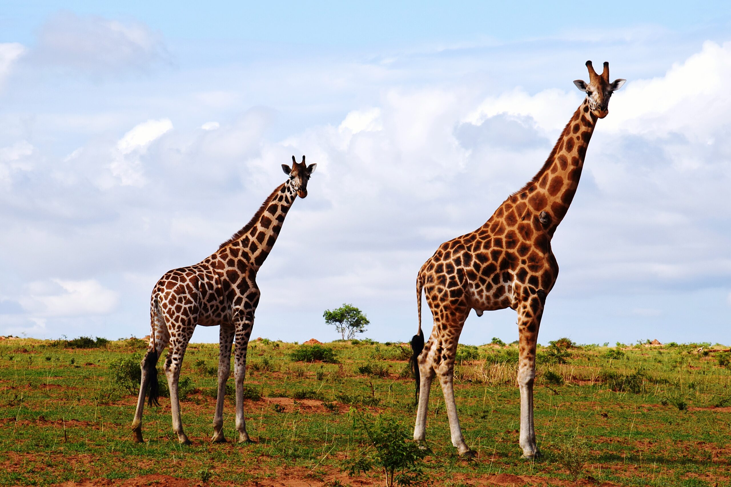 Amboseli National Park