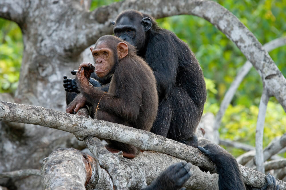 5 Days Rwanda Primates Tour