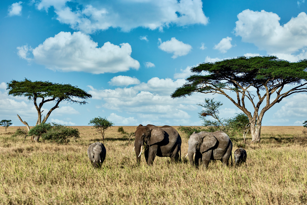 9 Days Luxury Tanzania Safaris