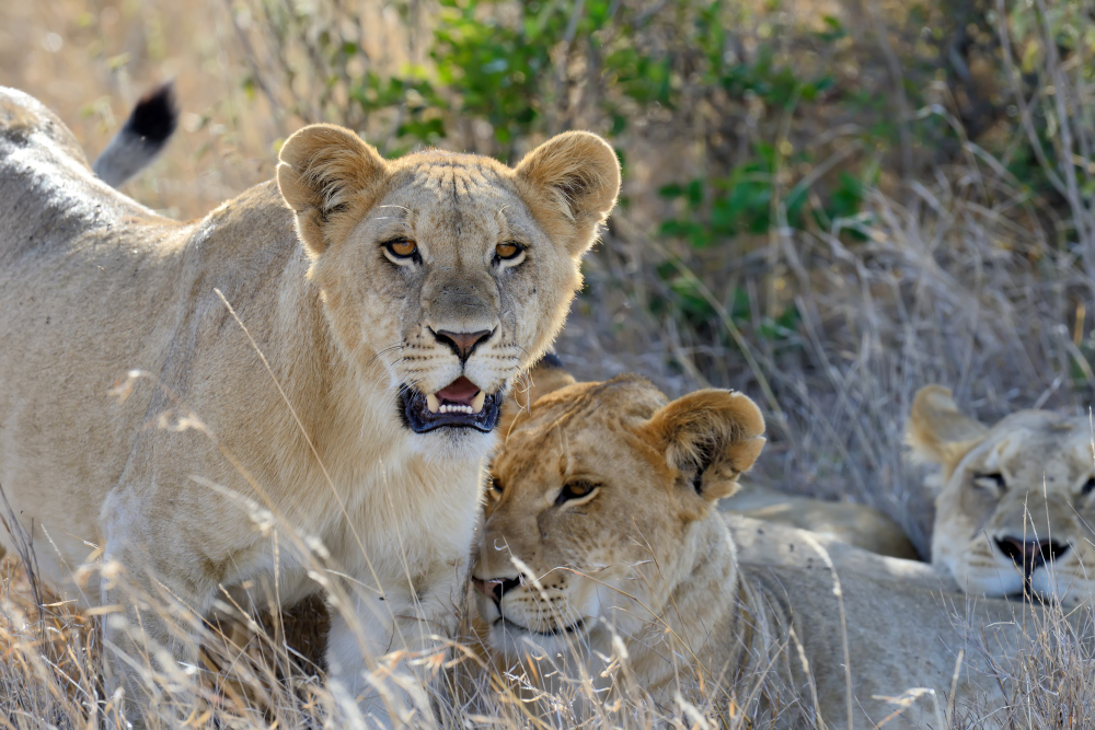 4 Days Tarangire Wildlife Safaris
