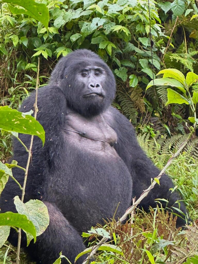 4 Days Luxury Fly-In Gorilla Trekking Safari Uganda