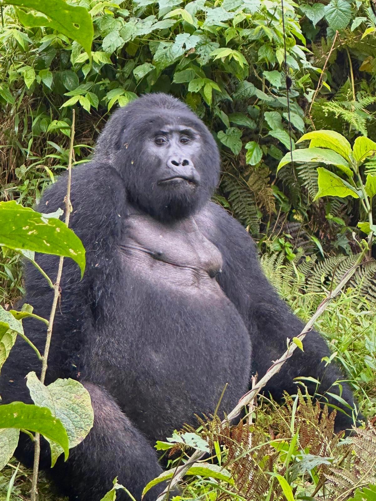 4 Days Luxury Fly-In Gorilla Trekking Safari Uganda